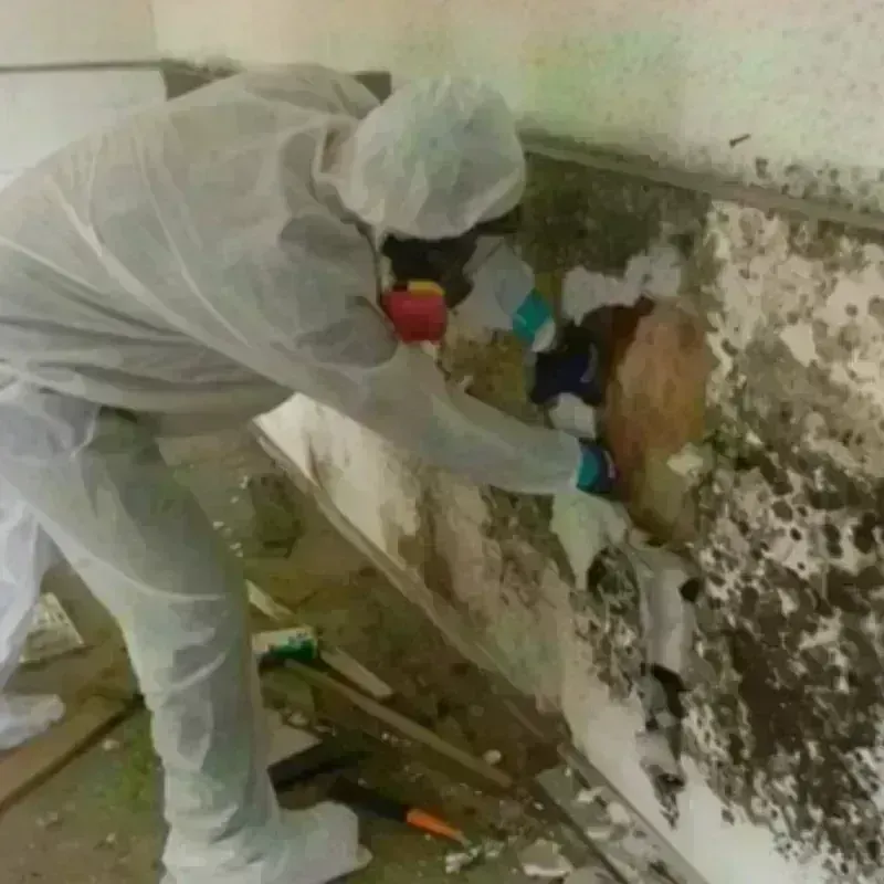 Mold Remediation and Removal in Bogota, NJ